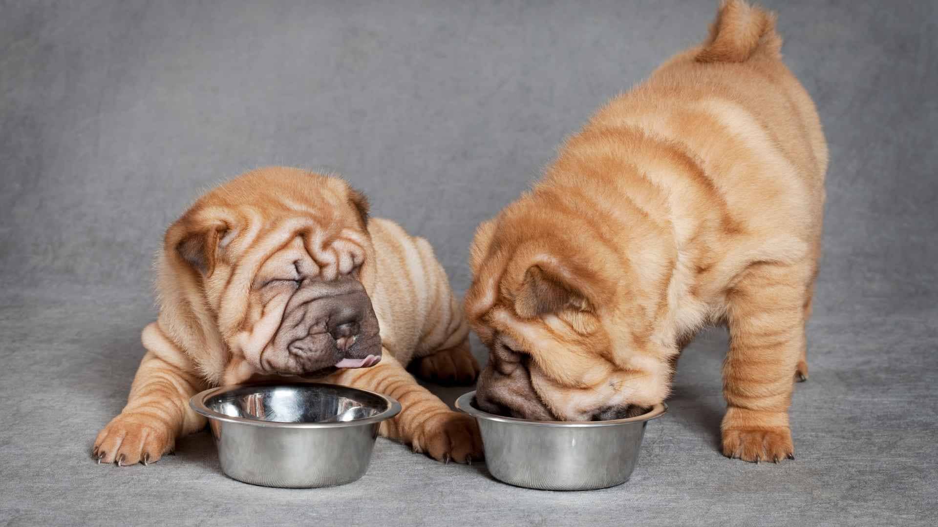 Dar de comer a un cachorro